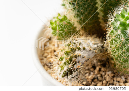 faux cactus Large Faux Cactus Plant main image 0