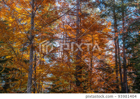 autumn panorama background with colorful trees autumn panorama background with colorful trees 93981404