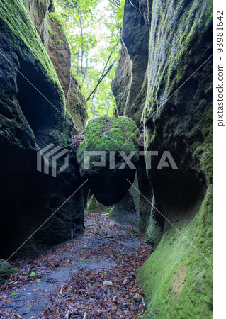 苔蘚隧道 93981642