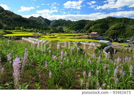 Tomioka's terraced rice fields in early autumn Tomioka's terraced rice fields in early autumn 93981673