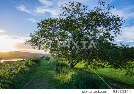 Sagami River promenade in the evening, the original landscape of Shiota Sagami River promenade in the evening, the original landscape of Shiota 93983344