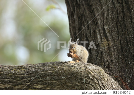 A wild squirrel eating nuts on a tree A wild squirrel eating nuts on a tree 93984042