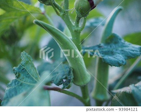 Okra grown in the farm in summer Okra grown in the farm in summer 93984121