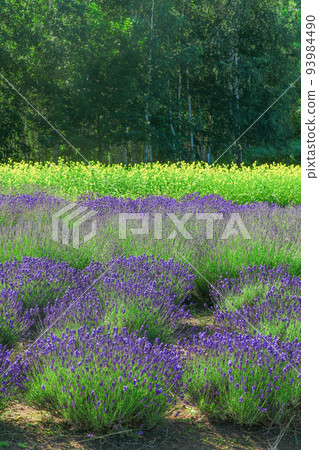 [北海道美瑛町]奧爾特山上的薰衣草田和木松 93984490