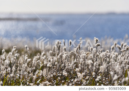 Japanese pampas grass swaying in the wind on the Notsuke Peninsula in autumn (Hokkaido) 93985009