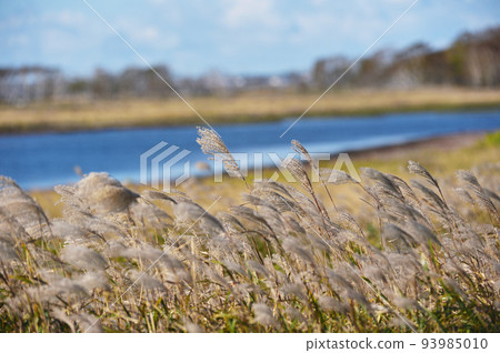 Japanese pampas grass swaying in the wind on the Notsuke Peninsula in autumn (Hokkaido) 93985010