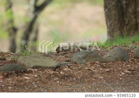 A wild squirrel that descends to the ground and hides nuts 93985110