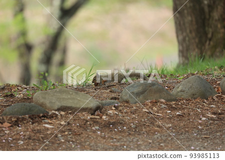 A wild squirrel that descends to the ground and hides nuts 93985113