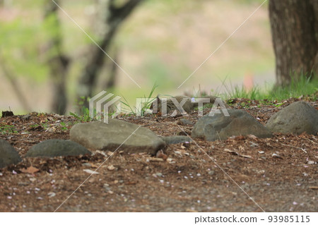 A wild squirrel that descends to the ground and hides nuts 93985115