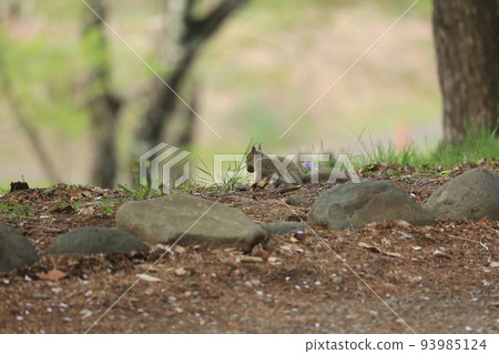 A wild squirrel that descends to the ground and hides nuts 93985124