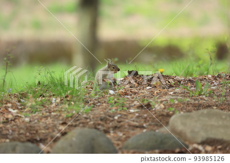 A wild squirrel that descends to the ground and hides nuts 93985126