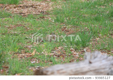A wild squirrel that descends to the ground and hides nuts A wild squirrel that descends to the ground and hides nuts 93985127