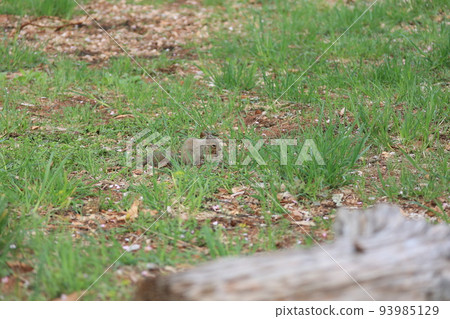 A wild squirrel that descends to the ground and hides nuts A wild squirrel that descends to the ground and hides nuts 93985129