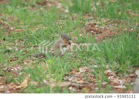 A wild squirrel that descends to the ground and hides nuts A wild squirrel that descends to the ground and hides nuts 93985131