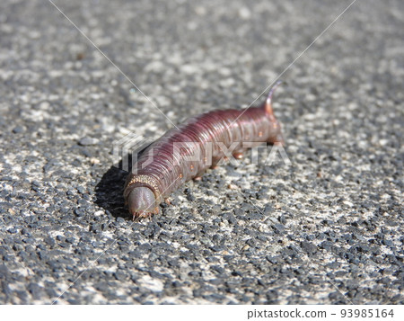 A larva of a giant hawk moth that eats gardenia leaves and turns brown in its final instar, leaving the gardenia to become a pupa. A larva of a giant hawk moth that eats gardenia leaves and turns brown in its final instar, leaving the gardenia to become a pupa. 93985164