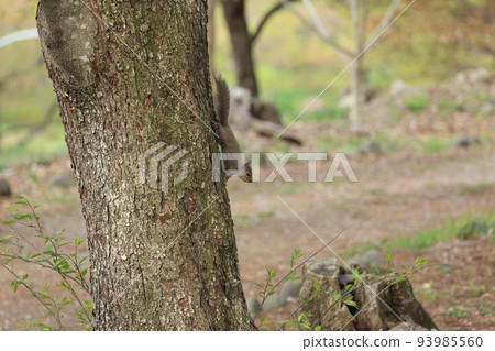 A wild squirrel coming down from a tree A wild squirrel coming down from a tree 93985560