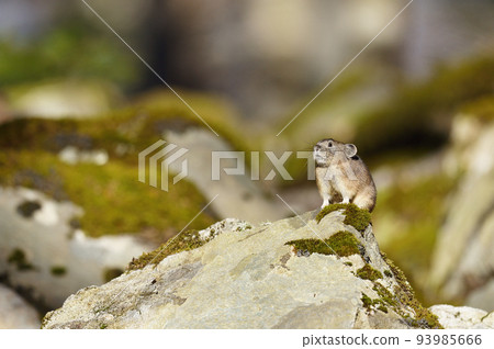 Pika (Hokkaido) 93985666