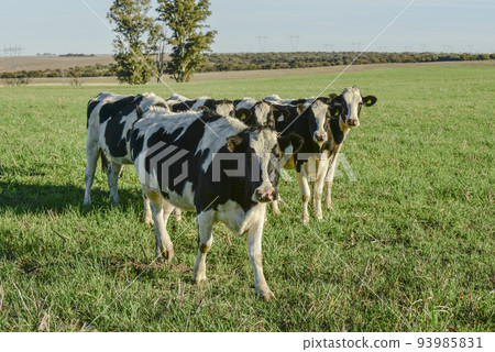 Dairy cow in Pampas countryside,Patagonia,Argentina 93985831