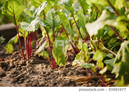 Beetroot plants growing in a row in the garden. Beetroot plants growing in a row in the garden. 93985977