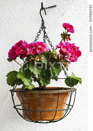 Geranium in Hanging Flower Pot Geranium in Hanging Flower Pot 93986042