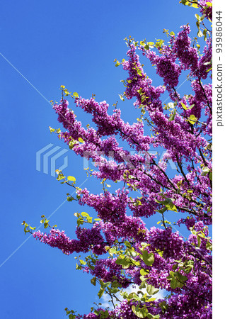 Purple Spring Blossom. Cercis Canadensis or Judas Tree Purple Spring Blossom. Cercis Canadensis or Judas Tree 93986044