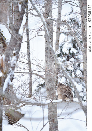 Wild Blakiston's owl (Hokkaido) that I met in a bright time 93986133