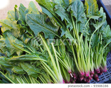 Spinach harvested in winter 93986166