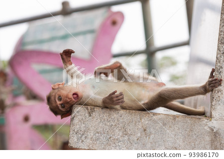 Closeup of Baby Monkey lying down, Chitradurga fort, Karnataka, India. Closeup of Baby Monkey lying down, Chitradurga fort, Karnataka, India. 93986170