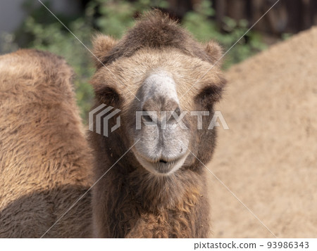 Portrait of a graceful two-humped camel resting in the shade 93986343