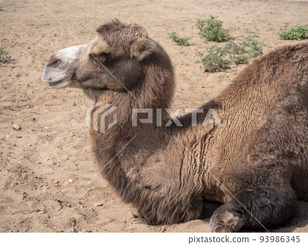 Portrait of a graceful two-humped camel resting in the shade 93986345