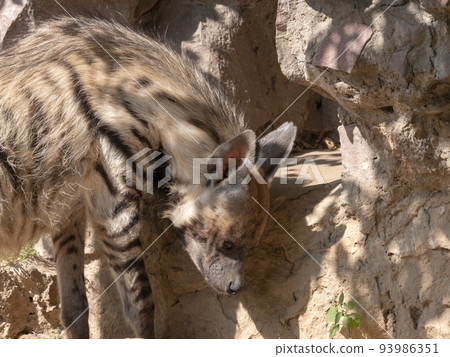 Portrait of a spotted hyena in the shade of trees Portrait of a spotted hyena in the shade of trees 93986351