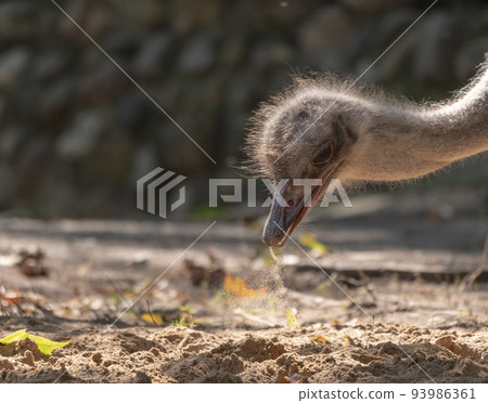 Ostrich close-up in the looks cautiously around 93986361