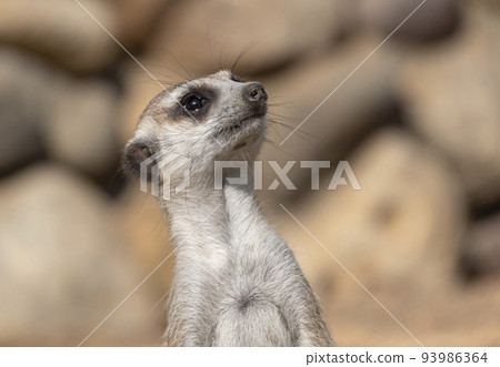 Meerkat or suricate is a small carnivoran belonging to the mongoose family Meerkat or suricate is a small carnivoran belonging to the mongoose family 93986364