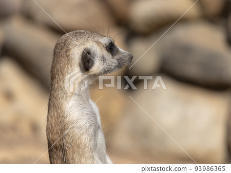 Meerkat or suricate is a small carnivoran belonging to the mongoose family Meerkat or suricate is a small carnivoran belonging to the mongoose family 93986365
