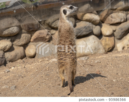 Meerkat or suricate is a small carnivoran belonging to the mongoose family 93986366