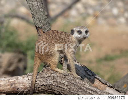 Meerkat or suricate is a small carnivoran belonging to the mongoose family 93986375