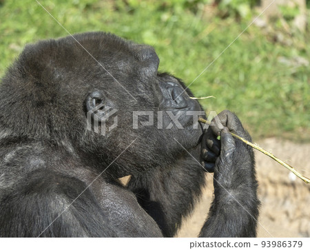 Mountain gorilla sits and eats a tree branch Mountain gorilla sits and eats a tree branch 93986379