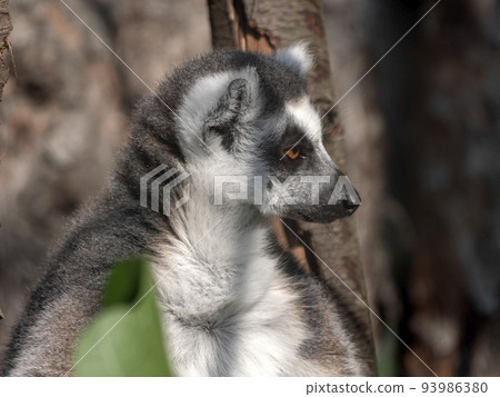 Ring-tailed Lemur Lemur catta sits under a tree and looks away Ring-tailed Lemur Lemur catta sits under a tree and looks away 93986380