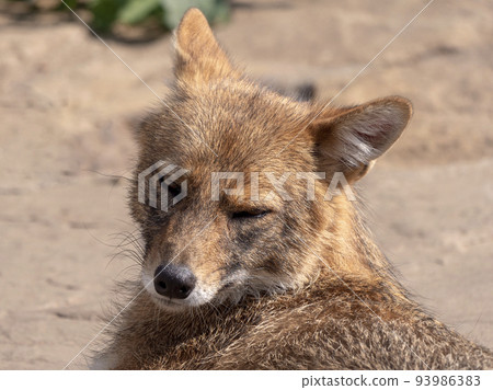 Golden jackal in nature tracks down prey 93986383