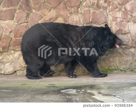 Himalayan bear or Ussuri black bear Ursus thibetanus Himalayan bear or Ussuri black bear Ursus thibetanus 93986384