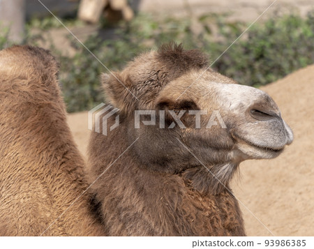 Portrait of a graceful two-humped camel resting in the shade Portrait of a graceful two-humped camel resting in the shade 93986385