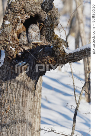 Two owls snuggling up in a tree hollow (Hokkaido) Two owls snuggling up in a tree hollow (Hokkaido) 93986510