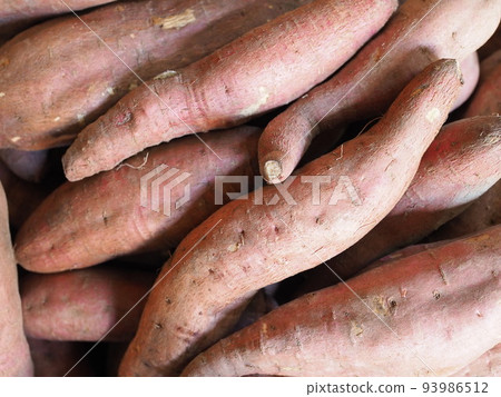 Harvest of sweet potatoes 93986512