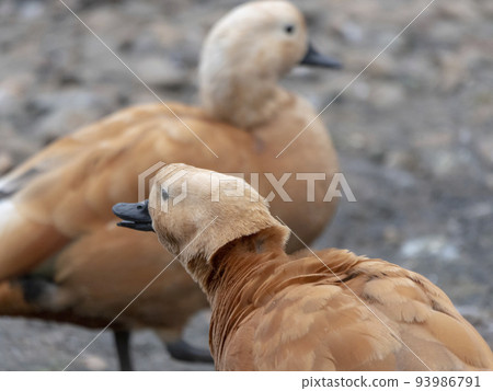 Mandarin duck in nature in a wild reserve 93986791