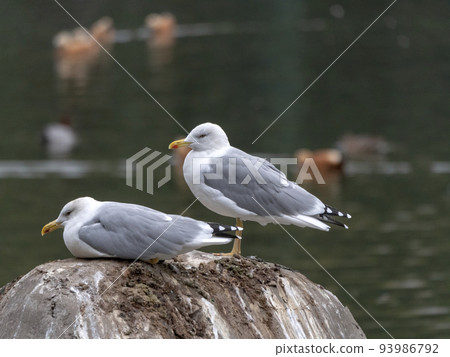 Two seagulls are sitting on a stone in the sea 93986792
