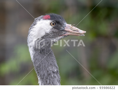 The red-crowned crane Close up portrait Grus japonensis also called the Japanese crane 93986822