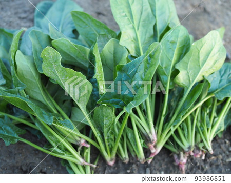 Spinach harvested in winter Spinach harvested in winter 93986851