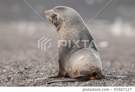 Antarctic fur seal,Arctophoca gazella, an beach, Antartic peninsula. 93987127