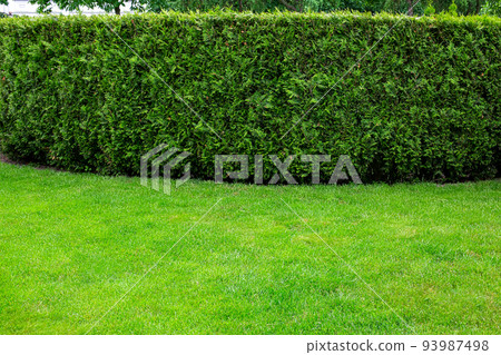 trimmed evergreen hedge of thuja bushes growing on grassy backyard lawn, landscaping of meadow on lawn with copy space, nobody. 93987498