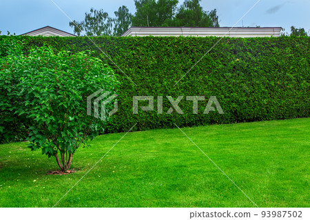 trimmed hedge of evergreen thuja in front of a green lawn with a deciduous bush with mulch, landscape on summer day with copy space, nobody. trimmed hedge of evergreen thuja in front of a green lawn with a deciduous bush with mulch, landscape on summer day with copy space, nobody. 93987502